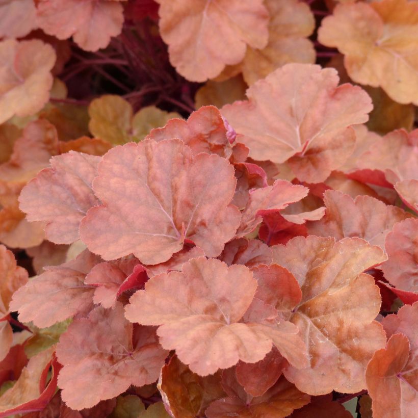 Heuchera Timeless Orange (Foliage)