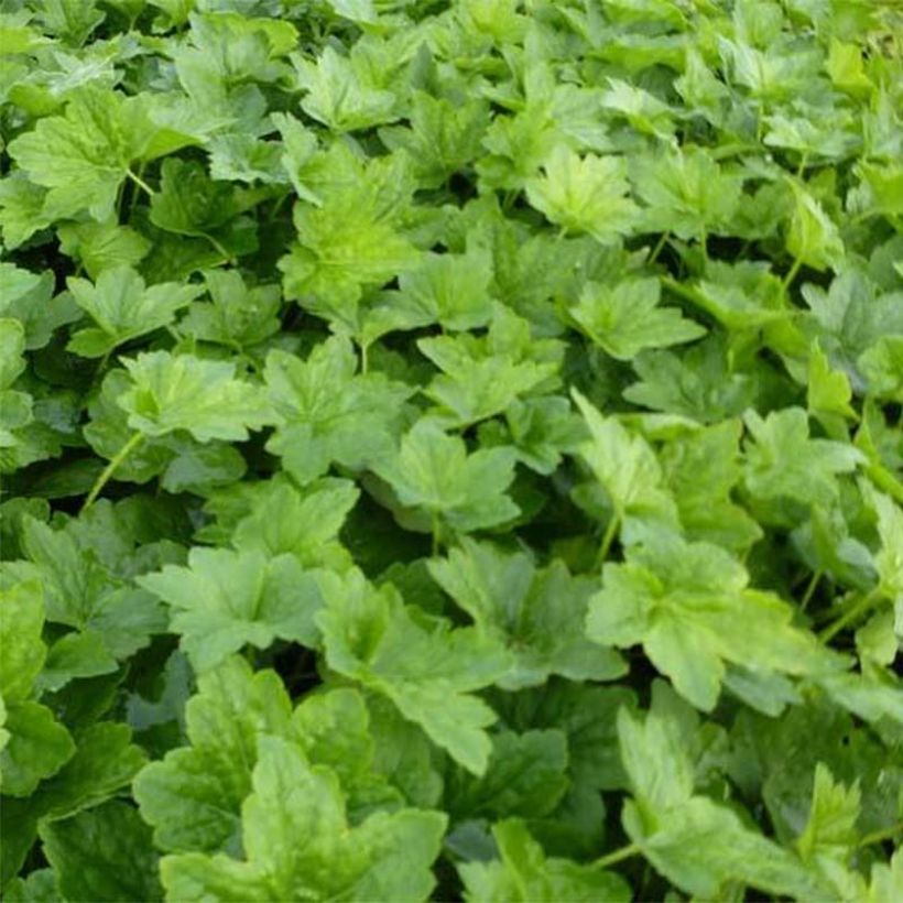 Heuchera villosa Chantilly (Foliage)