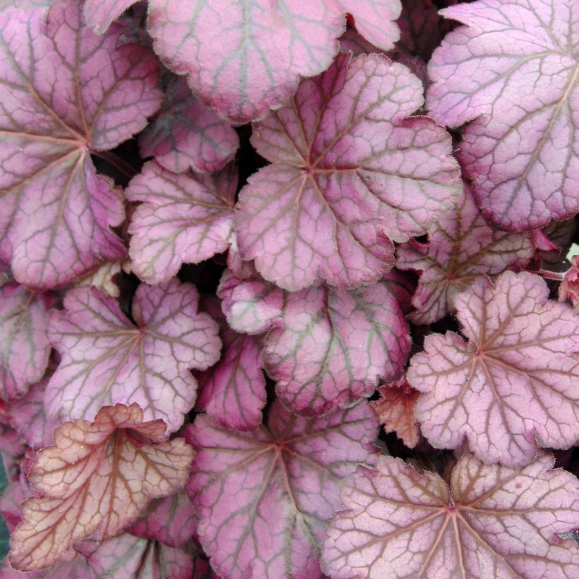 Heuchera villosa Wild Rose (Foliage)