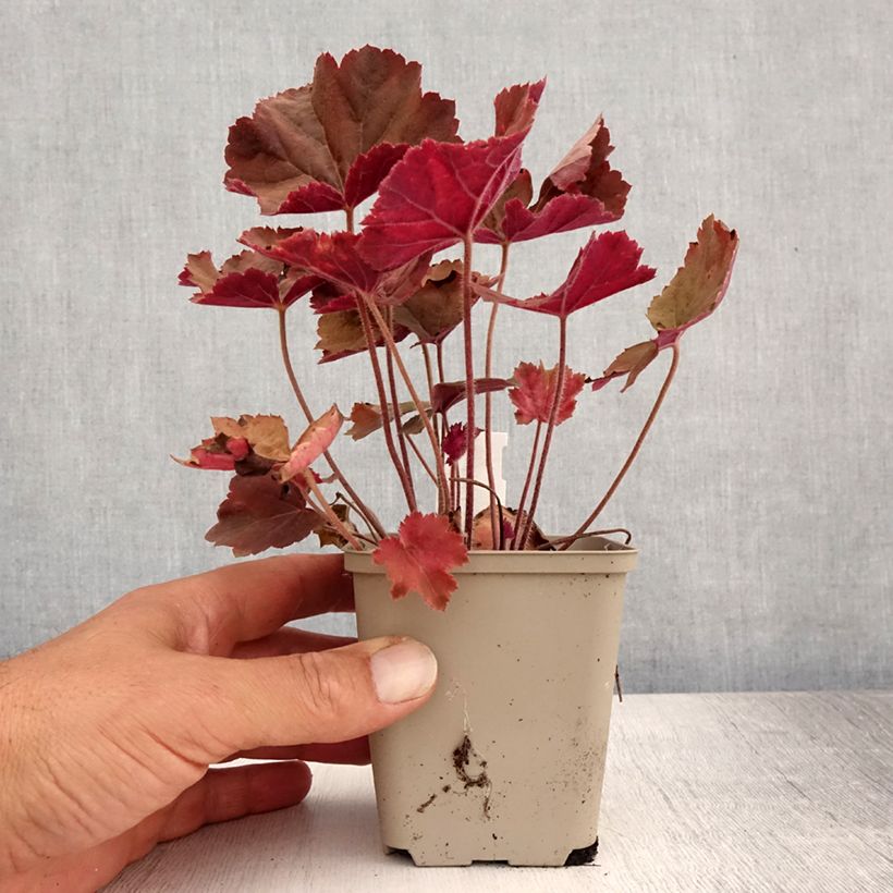 Heuchera XXL 8/9 cm pot sample as delivered in summer