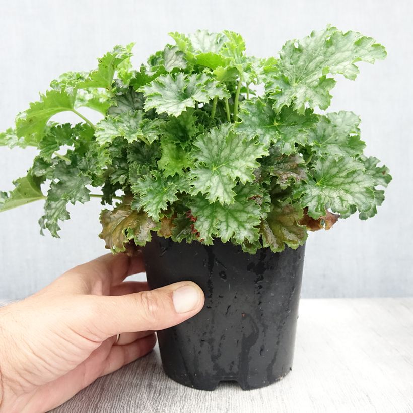 Heuchera hybrida Apple Crisp 1L/1.5L pot sample as delivered in summer