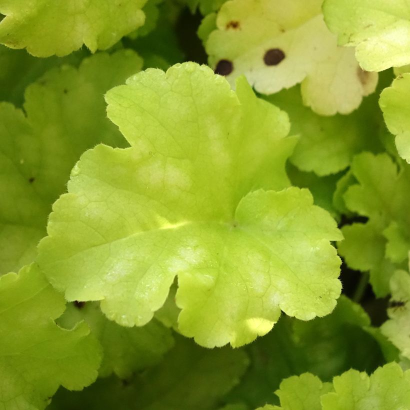 Heuchera (x) hybrida Apple Twist (Foliage)