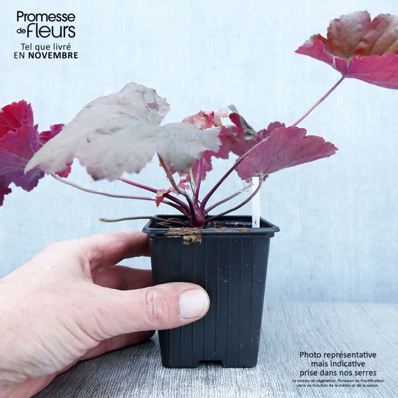 Heuchera Bloody Dinosaur 8/9 cm pot sample as delivered in autumn