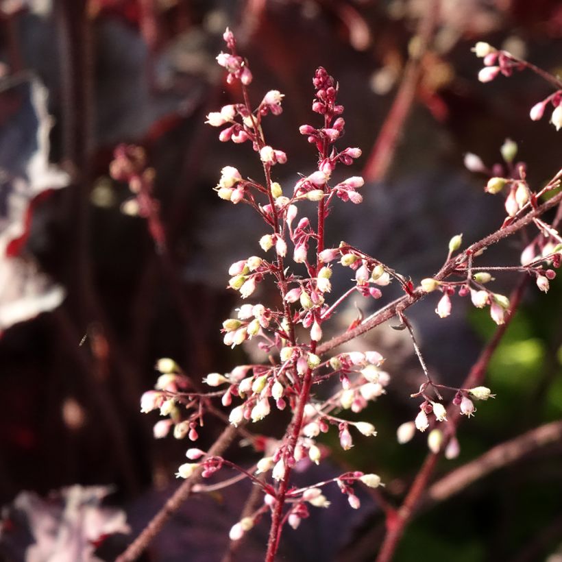Heuchera hybrida Frosted Violet (Flowering)