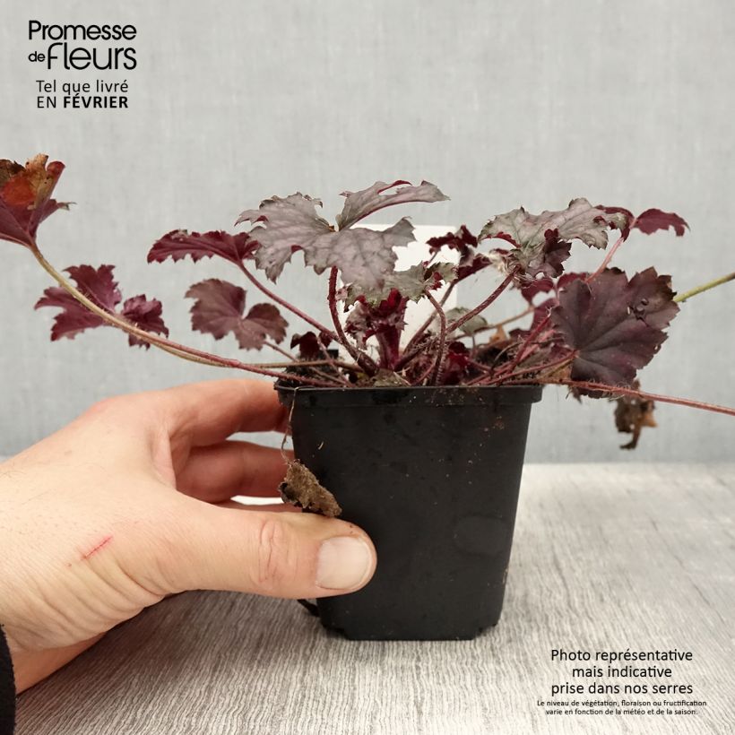 Heuchera hybrida Frosted Violet sample as delivered in winter