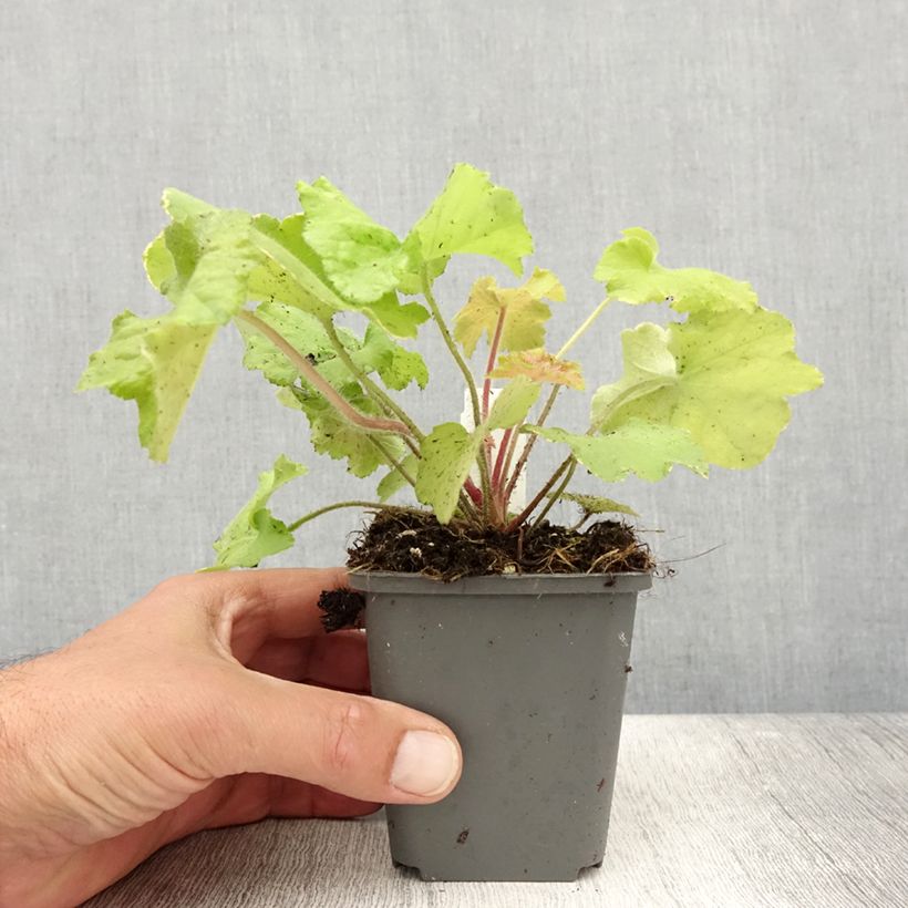 Heuchera Guacamole 8/9 cm pot sample as delivered in summer