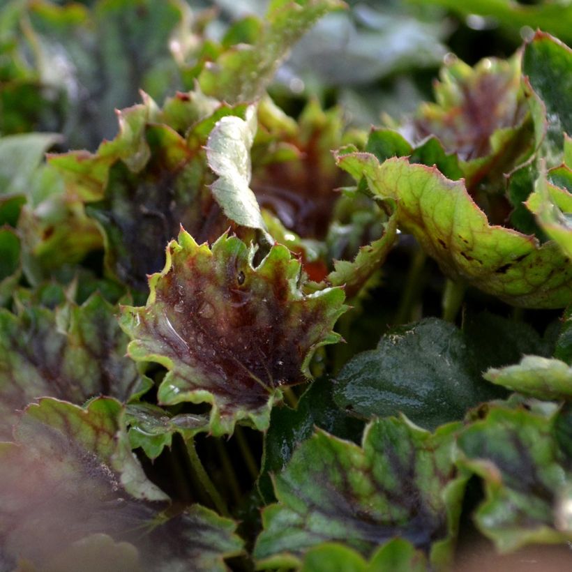 Heuchera americana Birkin (Foliage)