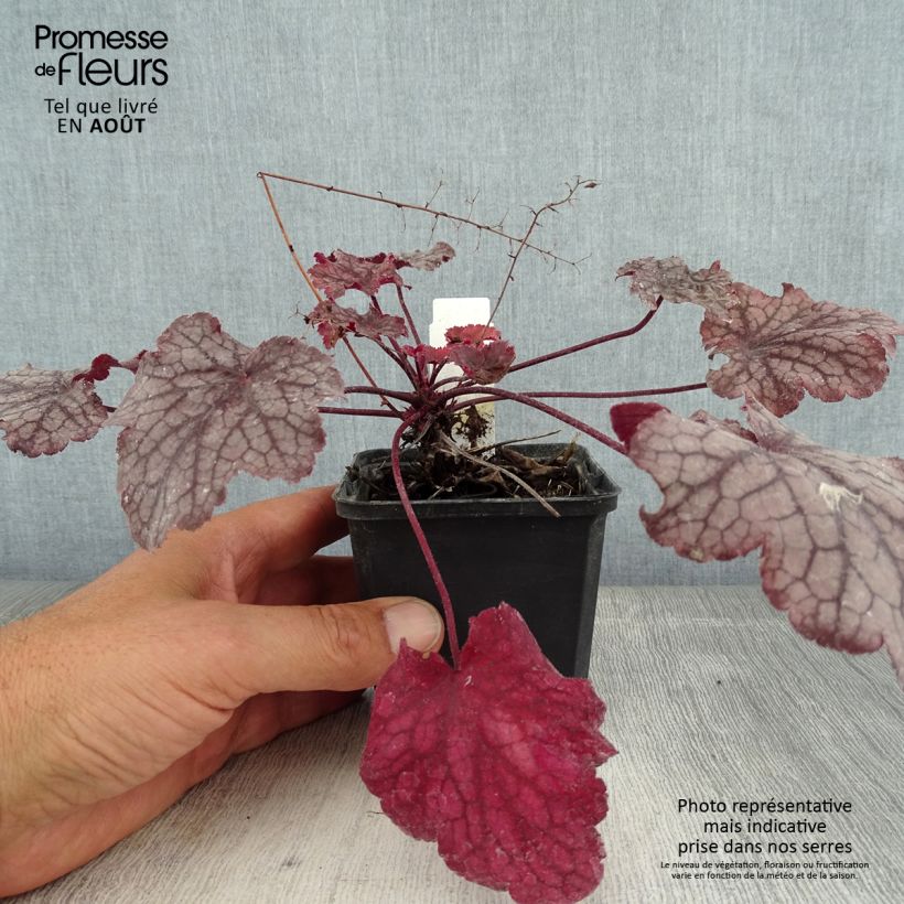 Heuchera Amethyst Myst 8/9 cm pot sample as delivered in summer
