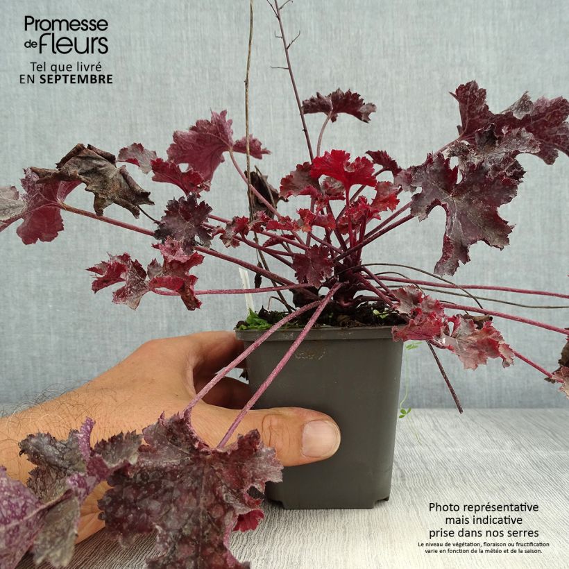 Heuchera villosa Black Beauty 8/9 cm pot sample as delivered in summer