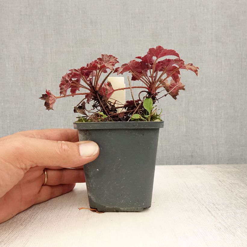 Heuchera Blackout 8/9 cm pot sample as delivered in summer