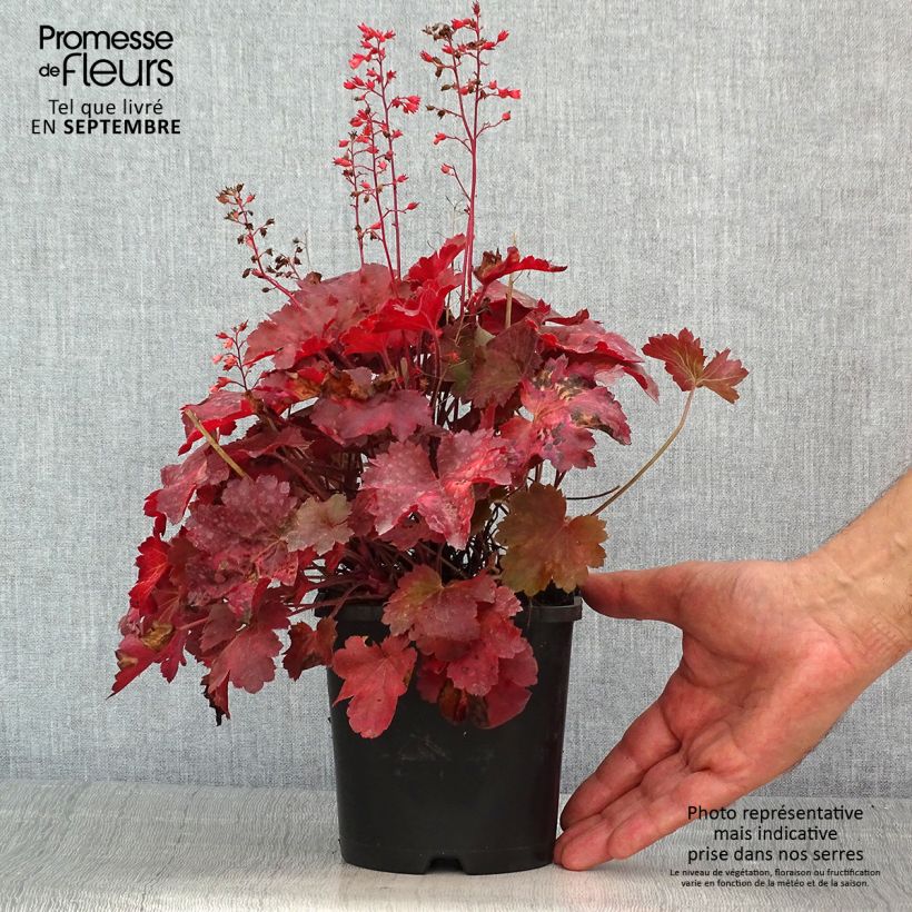 Heuchera Cherry Cola 1.5L/2L pot sample as delivered in summer