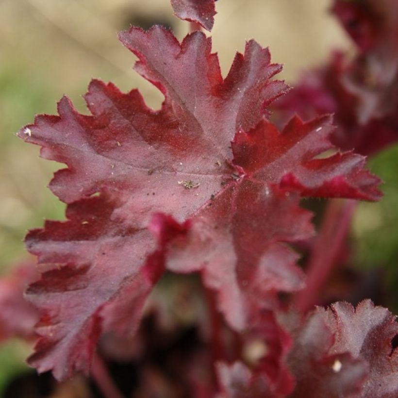 Heuchera Chocolate Ruffle (Foliage)