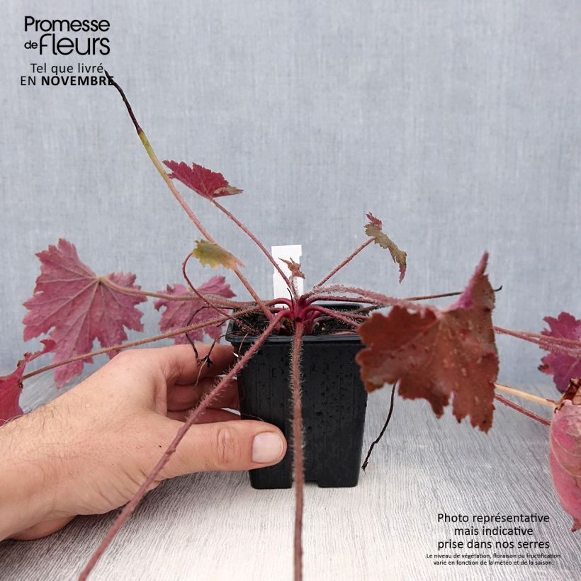 Heuchera Copper Dinosaur 8/9 cm pot sample as delivered in autumn
