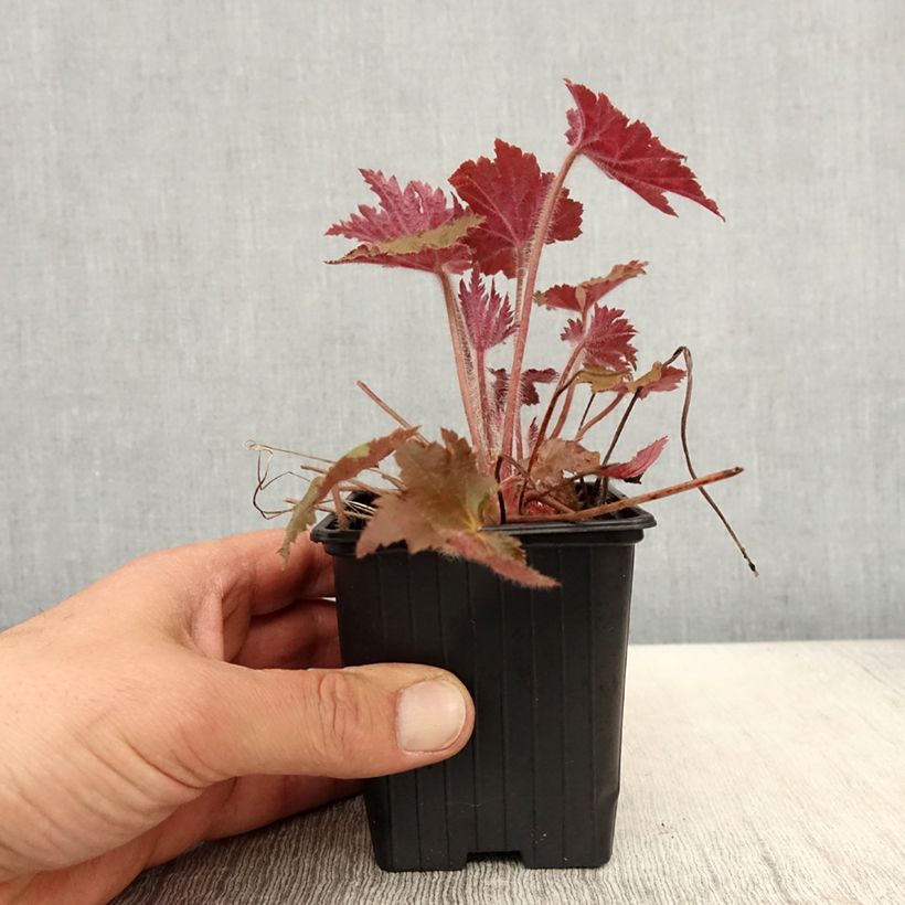 Heuchera Copper Dinosaur sample as delivered in spring