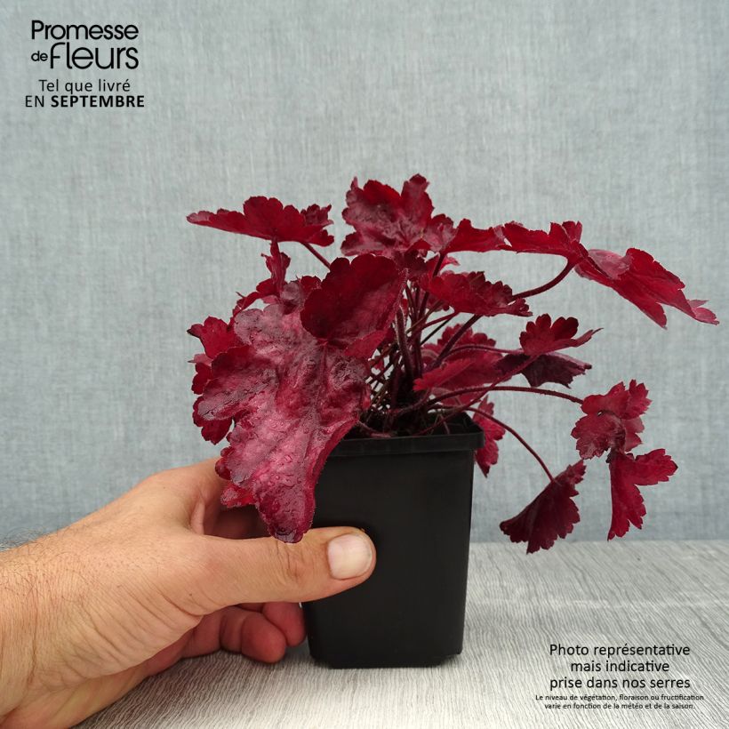 Heuchera Fire Chief 8/9 cm pot sample as delivered in summer