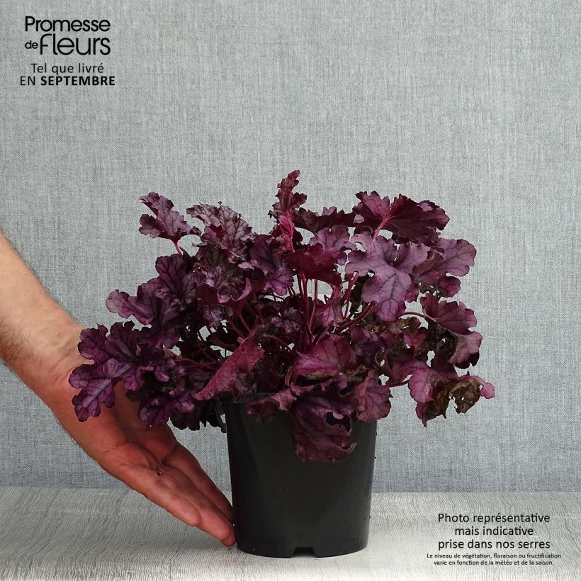 Heuchera Forever Purple 1.5L/2L pot sample as delivered in summer