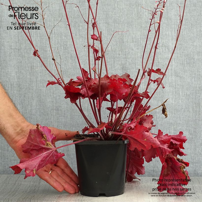 Heuchera Forever Red 1.5L/2L pot sample as delivered in summer