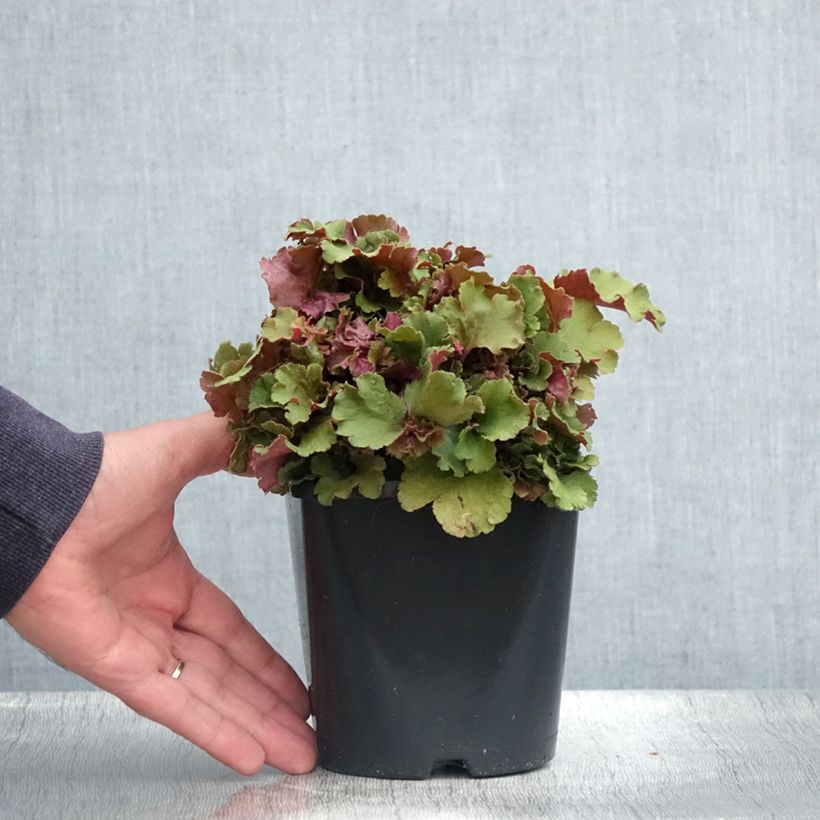 Heuchera hybrida Frilly 1.5L/2L pot sample as delivered in summer