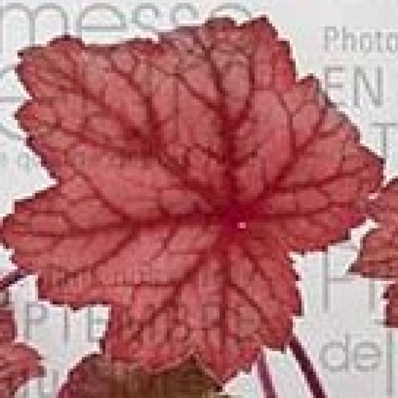 Heuchera Georgia Peach (Foliage)