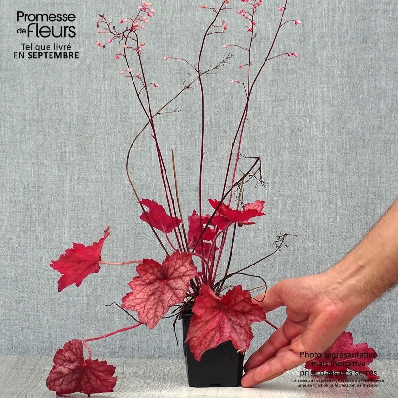Heuchera Georgia Peach 8/9 cm pot sample as delivered in summer