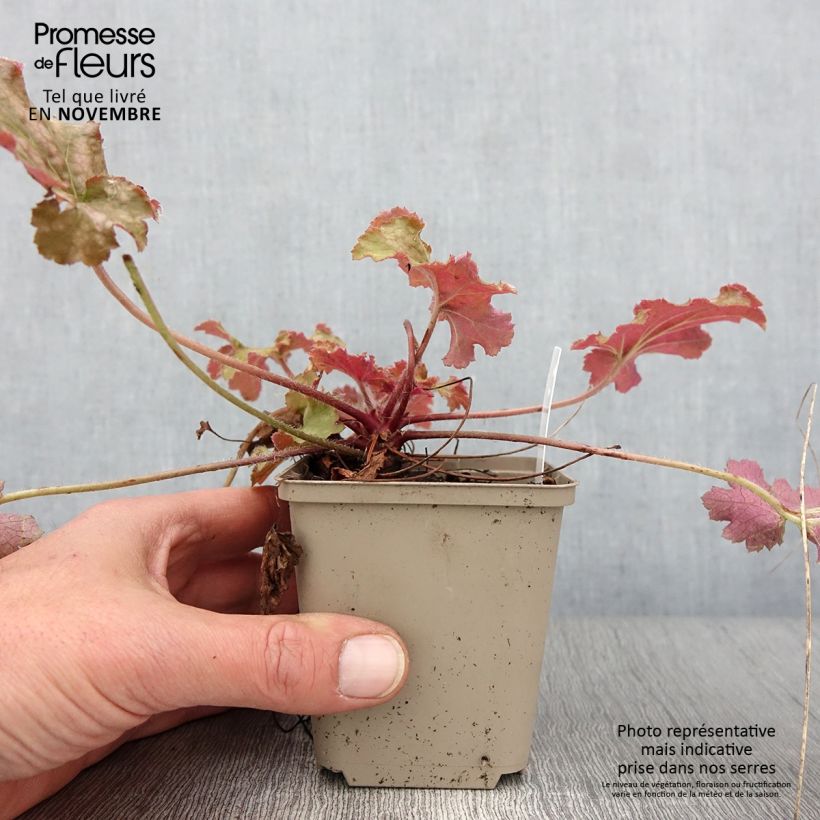Heuchera Ginger Peach 8/9 cm pot sample as delivered in autumn