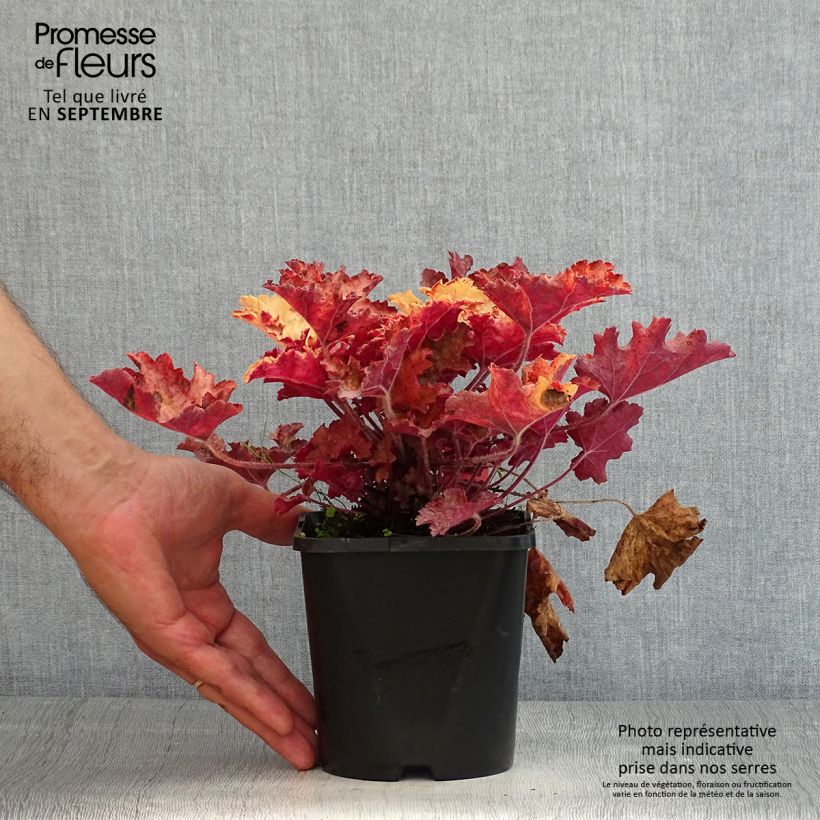 Heuchera Ginger Peach 1L/1.5L pot sample as delivered in summer