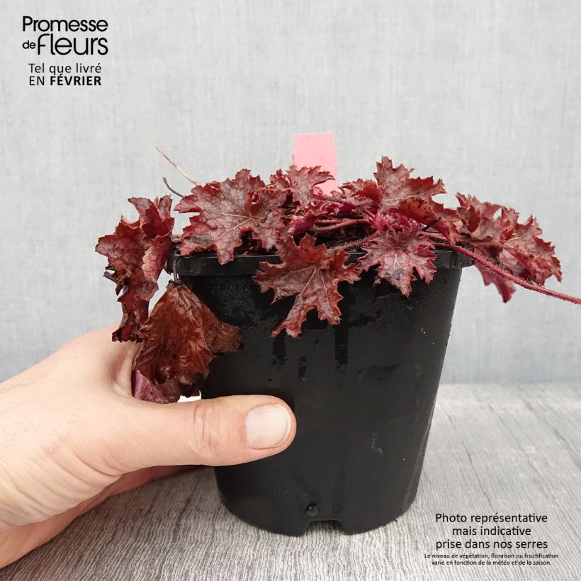 Heuchera Ginger Peach sample as delivered in winter