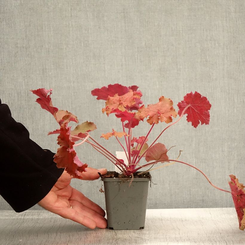 Heuchera Kassandra - Coral Bells 8/9 cm pot sample as delivered in autumn