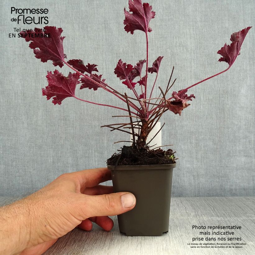 Heuchera Dark Secret 8/9 cm pot sample as delivered in summer