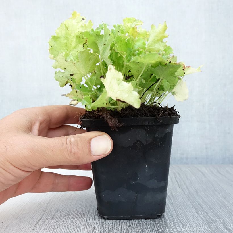 Heuchera Lime Rickey 8/9 cm pot sample as delivered in summer