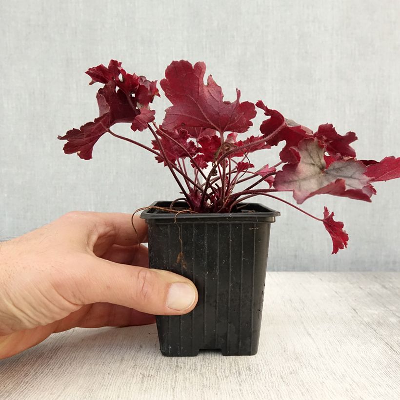 Heuchera hybrida Little Cuties Sugar Berry 8/9 cm pot sample as delivered in autumn