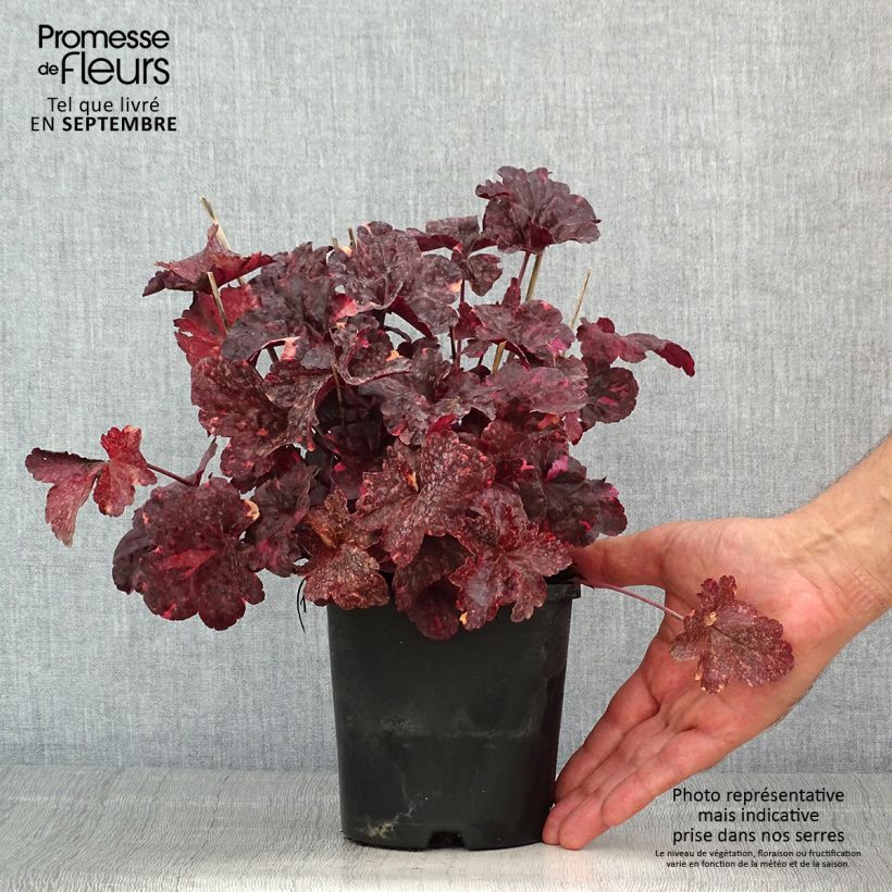 Heuchera Midnight Rose 1.5L/2L pot sample as delivered in summer