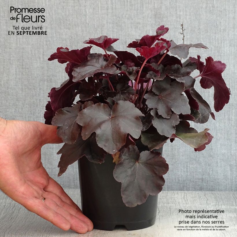 Heuchera Obsidian 1.5L/2L pot sample as delivered in summer
