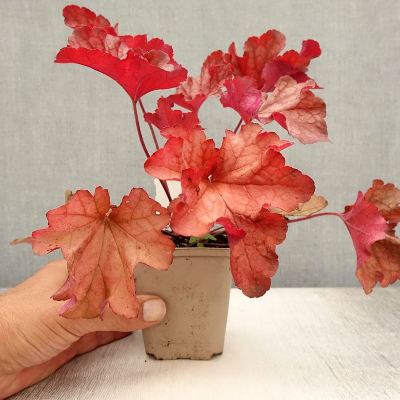 Heuchera Paprika 8/9 cm pot sample as delivered in summer