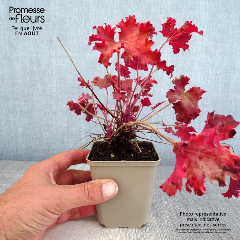 Heuchera Peach Crisp 8/9 cm pot sample as delivered in summer
