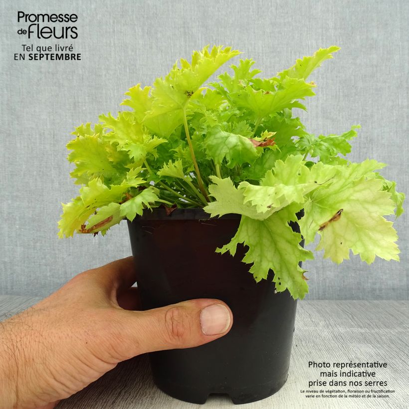 Heuchera Peach Flambé 1.5L/2L pot sample as delivered in summer
