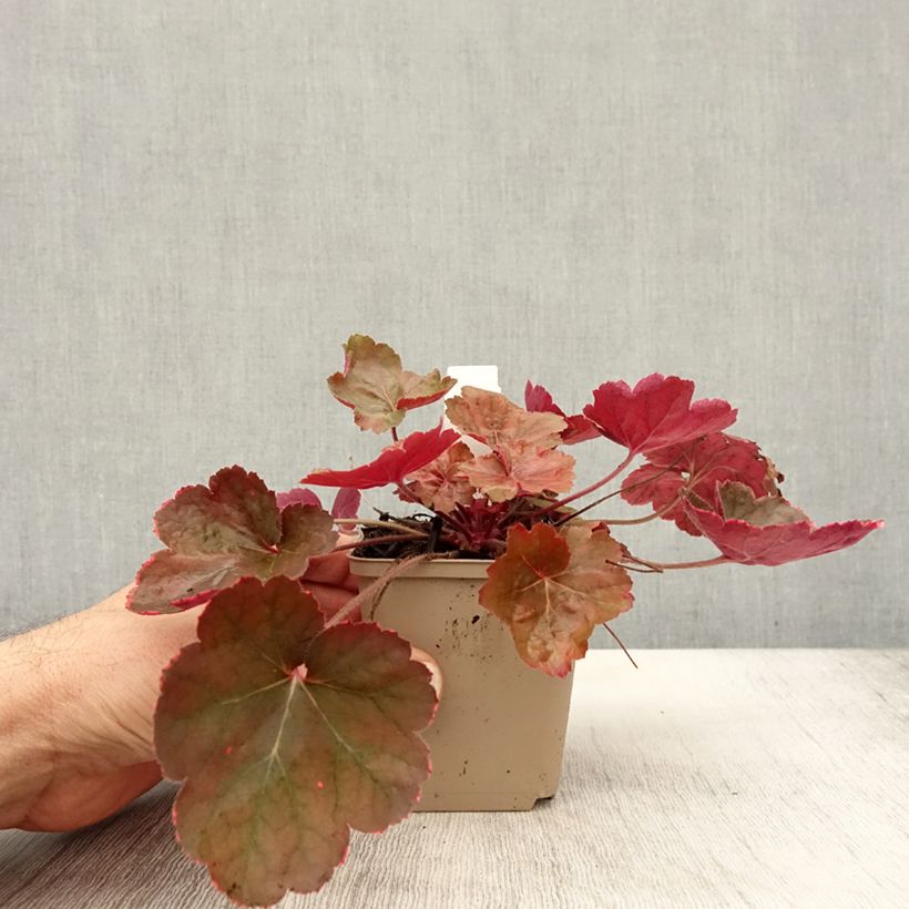 Heuchera Pink Pearls 8/9 cm pot sample as delivered in autumn