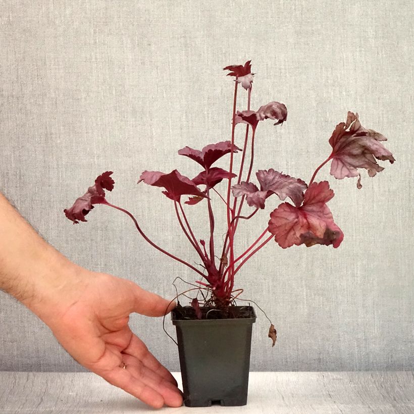 Heuchera Plum Royale 8/9 cm pot sample as delivered in summer
