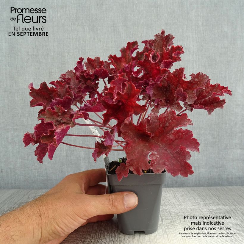 Heuchera Purple Petticoats 8/9 cm pot sample as delivered in summer