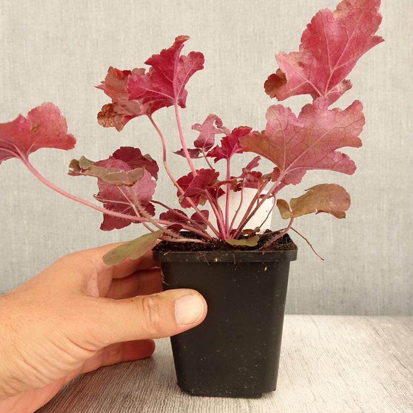 Heuchera micrantha Red Sea 8/9 cm pot sample as delivered in summer
