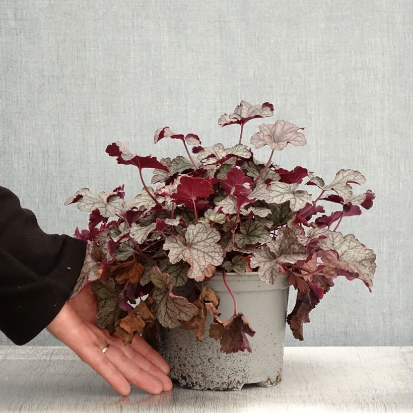 Heuchera Silver Scrolls 2L/3L pot sample as delivered in autumn
