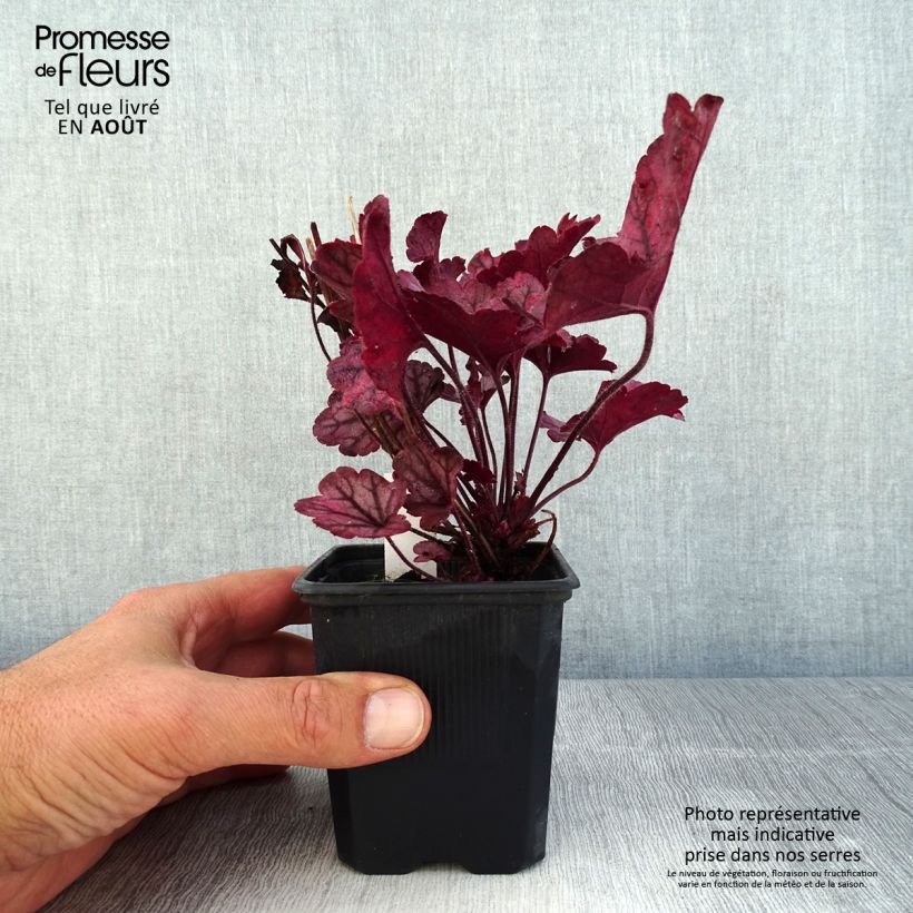 Heuchera Spellbound 8/9 cm pot sample as delivered in summer