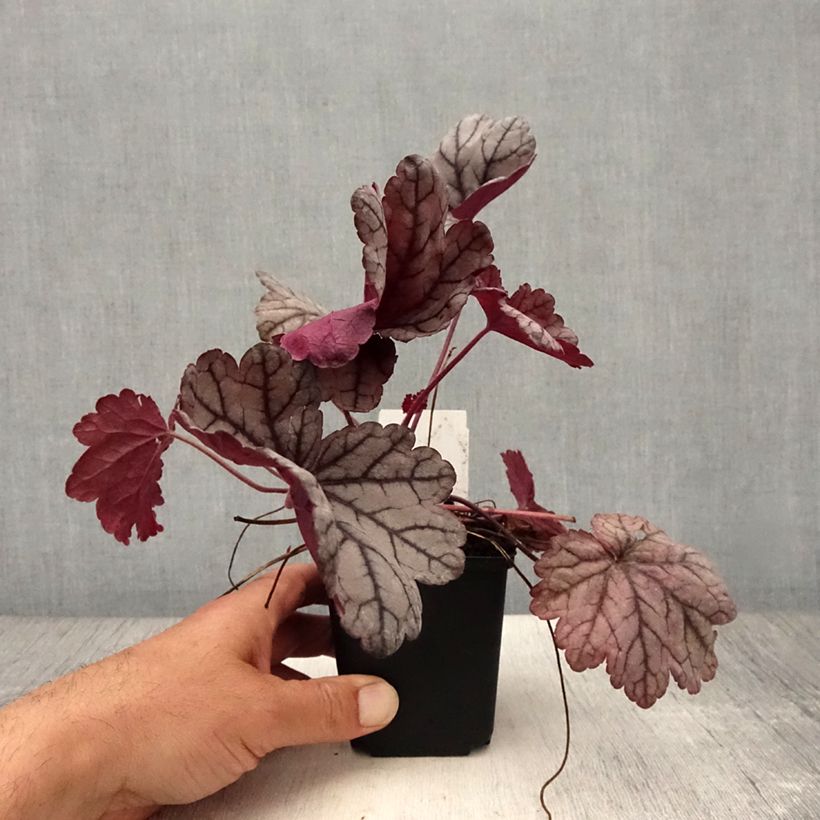 Heuchera villosa Sugar Plum 8/9 cm pot sample as delivered in summer