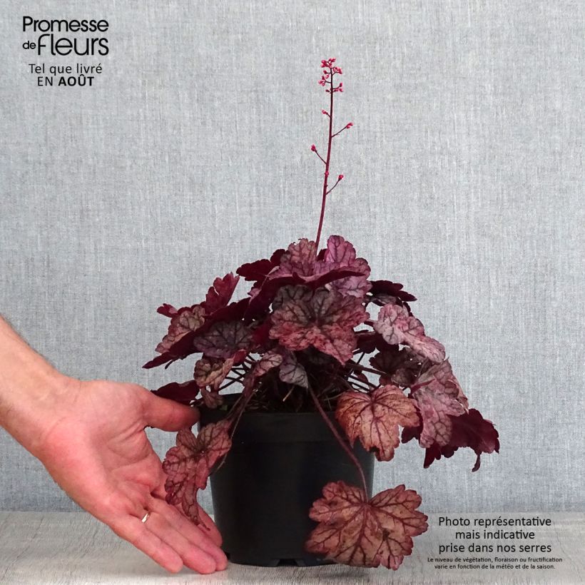 Heuchera villosa Sugar Plum 2L/3L pot sample as delivered in summer
