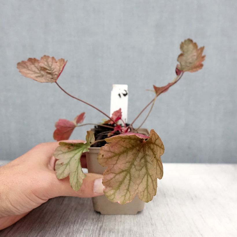 Heuchera Vienna 8/9 cm pot sample as delivered in autumn