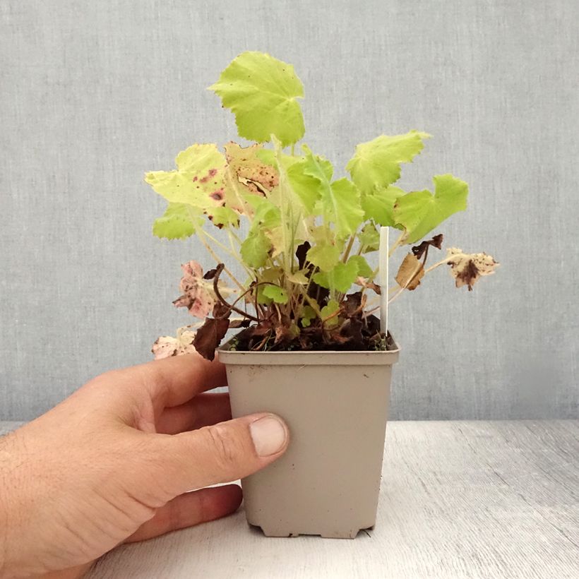 Heuchera villosa var macrorrhiza 8/9 cm pot sample as delivered in summer
