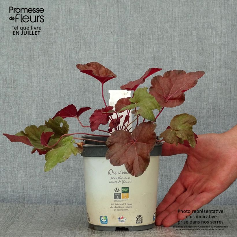 Heuchera hybrida Little Cutie Blondie 2L/3L pot sample as delivered in summer
