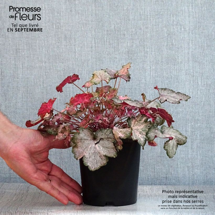 Heuchera Pinky Panky 1.5L/2L pot sample as delivered in summer
