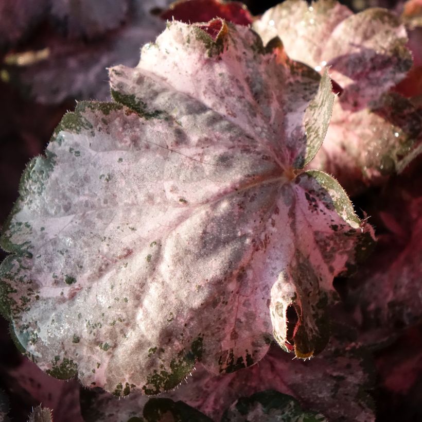 Heuchera Pinky Panky (Foliage)