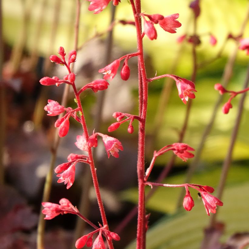 Heuchera Pinky Panky (Flowering)
